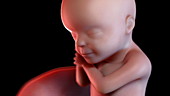 Human foetus at 30 weeks