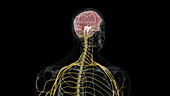 Human brain showing cerebral peduncles