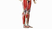 Male muscular system