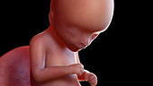 Human foetus at 16 weeks