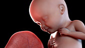 Human foetus at 11 weeks