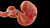 Human embryo at 6 weeks