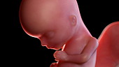 Human foetus at 15 weeks