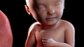 Human foetus at 33 weeks