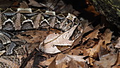 West African gaboon viper on leaves, slo-mo
