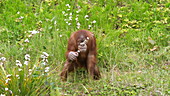 Young orangutan on grass, slo-mo