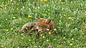 Red fox lying in meadow, slo-mo