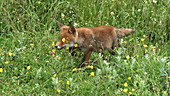 Red fox walking in meadow, slo-mo