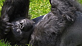 Silverback Eastern lowland gorilla yawning, slo-mo