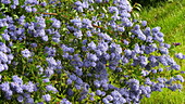Lilac plant, slo-mo