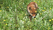 Red fox walking in meadow, slo-mo