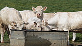 Charolais cattle drinking from trough, slo-mo