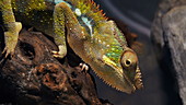 Panther chameleon looking down, slo-mo