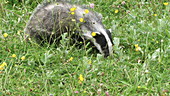 European badger on grass, slo-mo