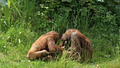 Orangutan mother and young in grass, slo-mo