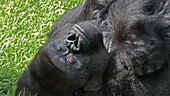 Silverback Eastern lowland gorilla yawning, slo-mo