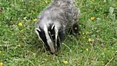 European badger digging grass, slo-mo