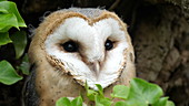 Barn owl turning head, slo-mo