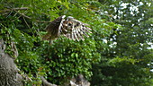 Barn owl taking off, slo-mo