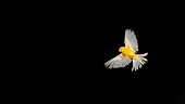 Yellow canary flying, slo-mo
