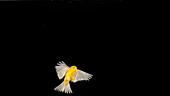 Yellow canary flying, slo-mo