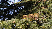 Cedar tree, slo-mo