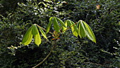 Horse chestnut tree leaves, slo-mo
