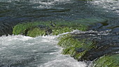 Water flowing over grass, Rog waterfall, Croatia