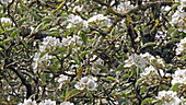 Apple tree blossom, slo-mo