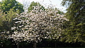 Cherry tree blossom, slo-mo
