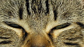 Brown tabby cat blinking, slo-mo