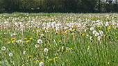 Dandelion flower heads in meadow, slo-mo
