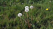 Dandelion flowers in meadow, slo-mo