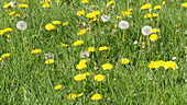 Dandelion flowers in meadow, slo-mo