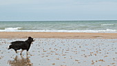 Border collie running on beach, slo-mo