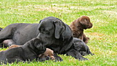 Labrador retriever licking puppy, slo-mo