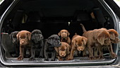 Labrador retrievers in back of vehicle, slo-mo
