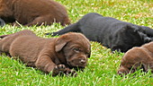 Labrador retriever puppies on grass, slo-mo