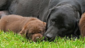 Labrador retriever mother and puppy, slo-mo
