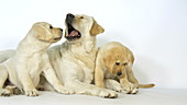 Labrador retrievers in studio, slo-mo