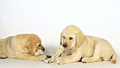 Labrador retrievers chewing rag in studio, slo-mo