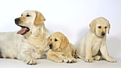 Labrador retrievers in studio, slo-mo