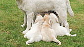 Labrador retrievers suckling, slo-mo