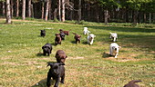 Labrador retrievers running on grass, slo-mo