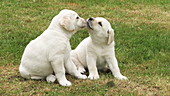 Labrador retrievers grooming, slo-mo
