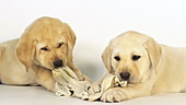 Labrador retrievers chewing rag in studio, slo-mo