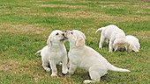 Labrador retrievers playing on grass, slo-mo