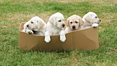 Labrador retrievers in cardboard box, slo-mo