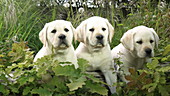 Labrador retrievers in leaves, slo-mo