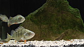 European perch in aquarium, slo-mo